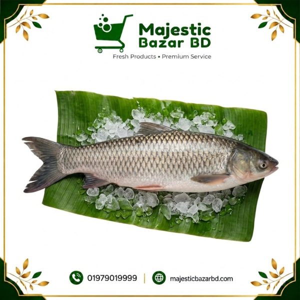 গ্রাস কার্প (Grass Carp)